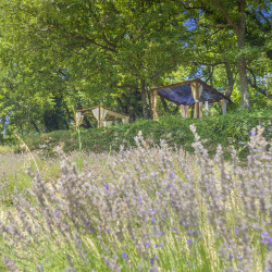 Massage relaxant, dans les champs de Lavande