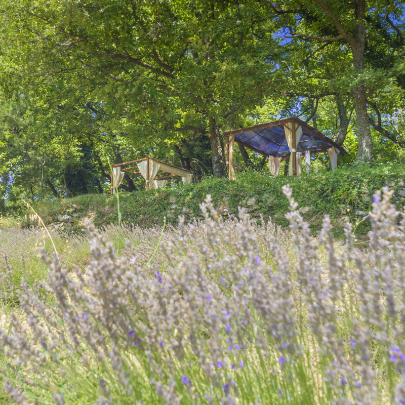 Massage relaxant, dans les champs de Lavande