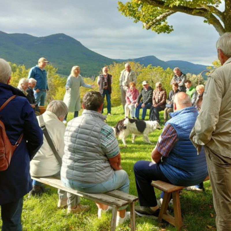 Visite découverte de la Lavande, avec démonstration de distillation