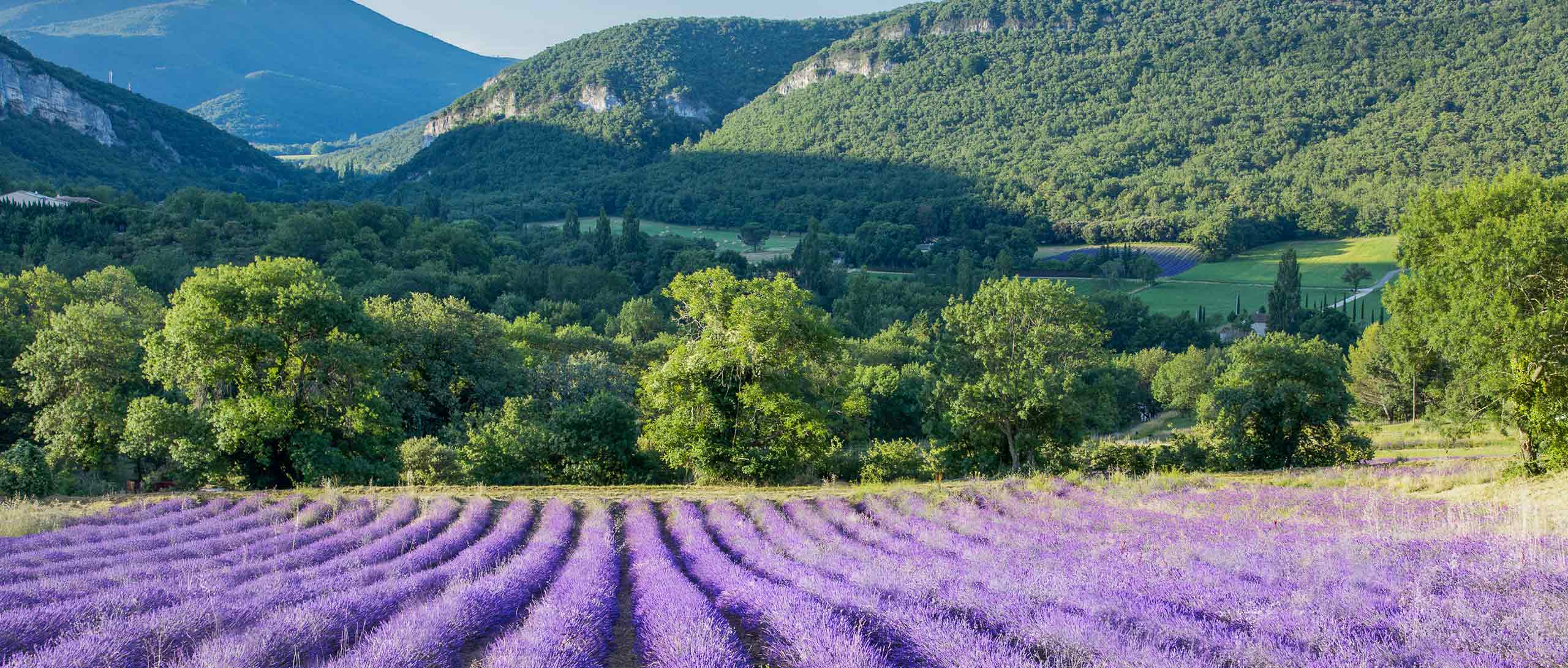 Lavande vraie ou Lavandin : quelles différences ?​