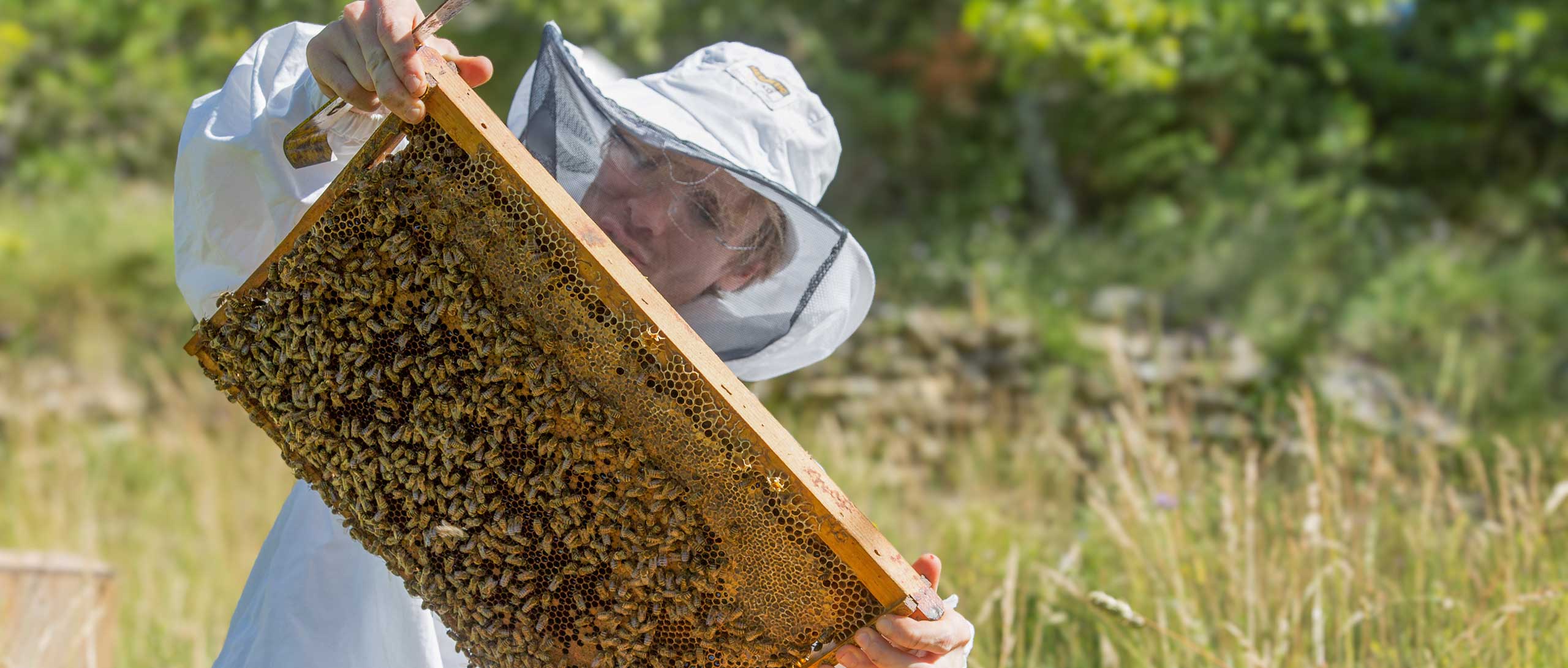 Les abeilles et pollinisateurs naturels sont essentiels​