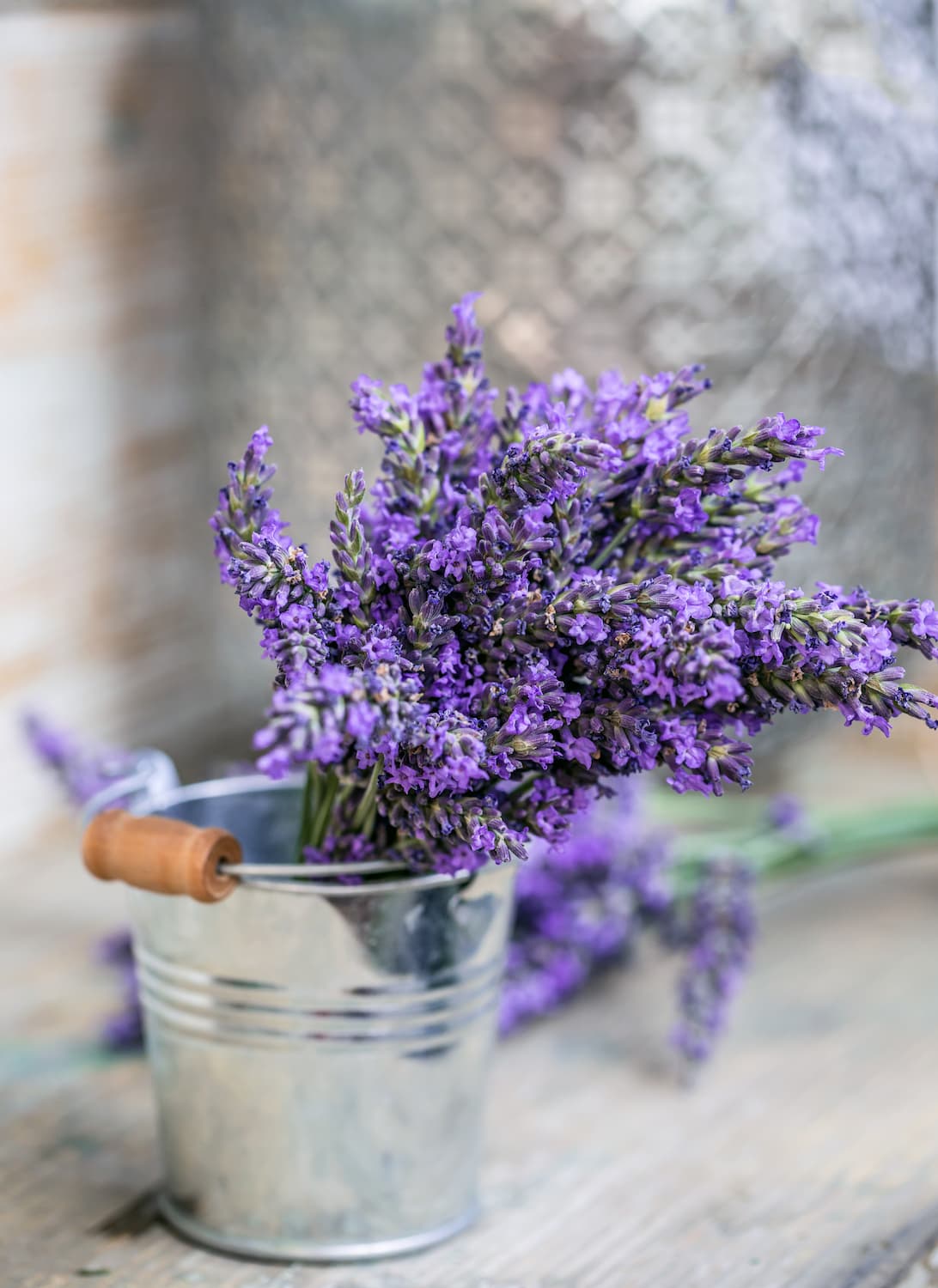  Comment planter des graines de lavande ?