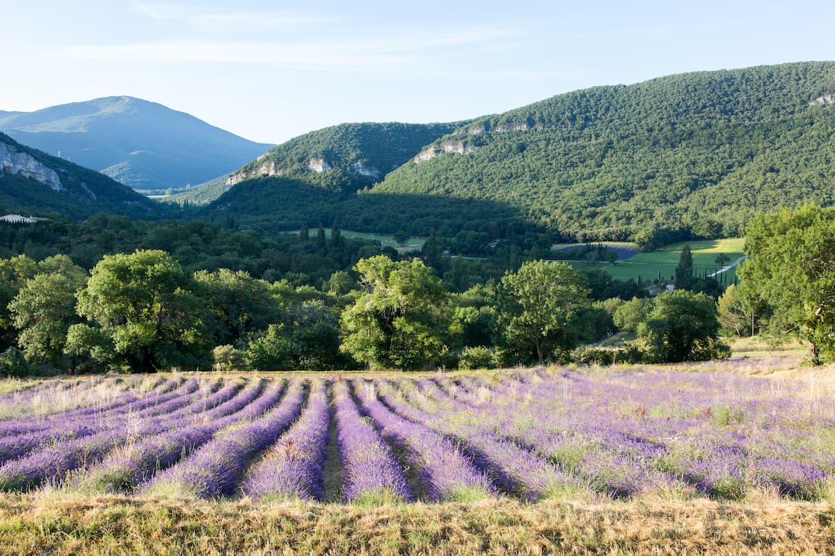  Lavande vs Lavandin : quelles différences ?