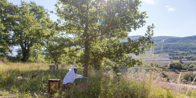 Tout savoir sur le miel de Lavande