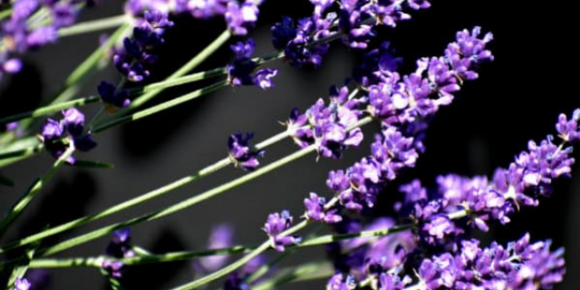 Comment reproduire un plant de Lavandin ?