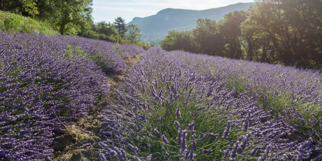 Lavande vs Lavandin : quelles différences ?