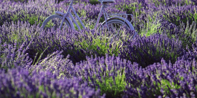 Labellisation Accueil Vélo : passion slow tourisme à L’essentiel de Lavande