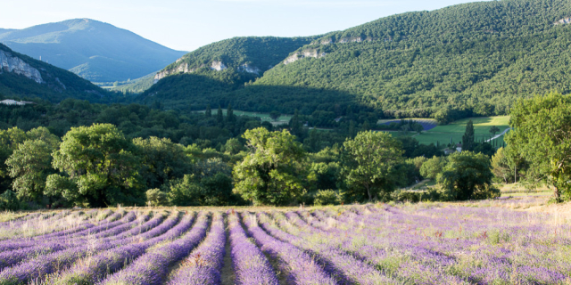 3 bonnes raisons de visiter un domaine de lavande 
