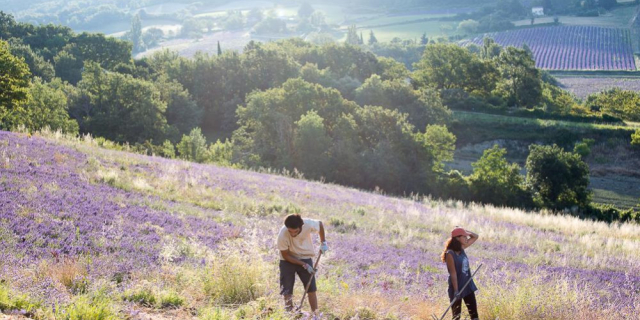 La lavande, une culture respectueuse de l’environnement ?  