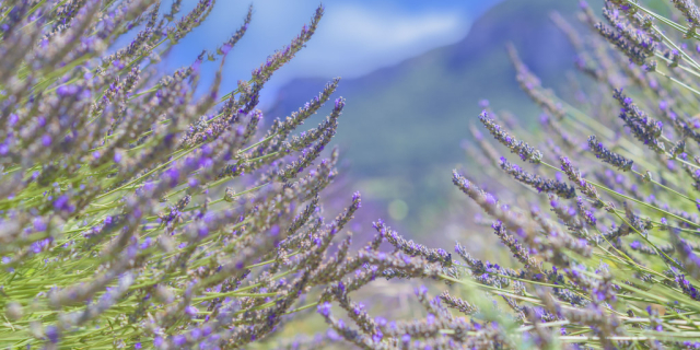 Planter de la lavande dans son jardin : les erreurs à éviter pour une belle floraison