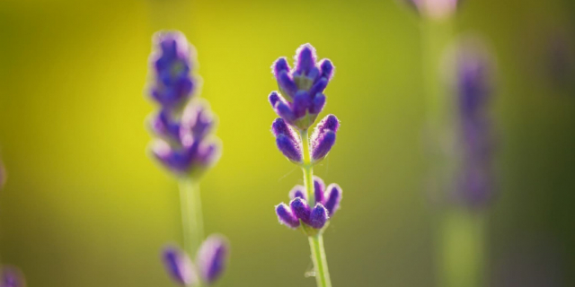 Comment planter des graines de Lavande ?